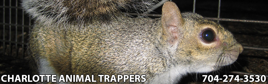 Wildlife Pest Removal Charlotte